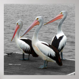 Pelikan Sea Bird Minimalist Färg Pop Fotography Poster