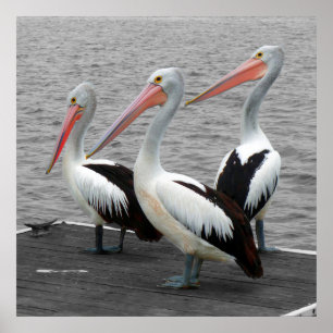 Pelikan Sea Bird Minimalist Färg Pop Fotography Poster