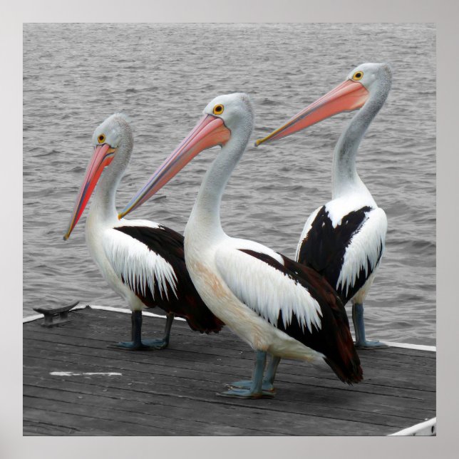 Pelikan Sea Bird Minimalist Färg Pop Fotography Poster (Framsidan)