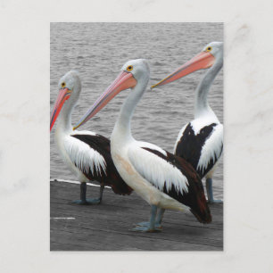 Pelikan Sea Bird Minimalist Färg Pop Fotography Vykort