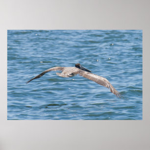 Pelikan som flyger den låga affischen poster