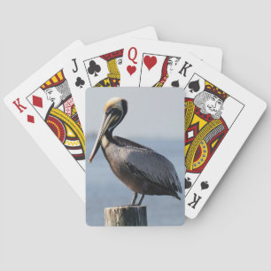 Pelikan som leker kort casinokort