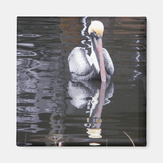 Pelikan som reflekterar magnet (Framsidan)