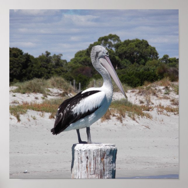 Pelikan Stående på Stolpe på Sandstrand Poster (Framsidan)