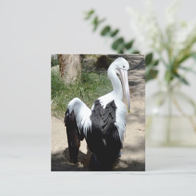 Pelikan Tid Att Pudra Sig,  Pappersark (Stående Fram)