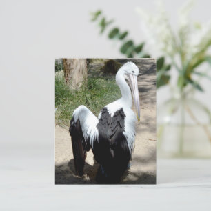 Pelikan Tid Att Pudra Sig, Pappersark