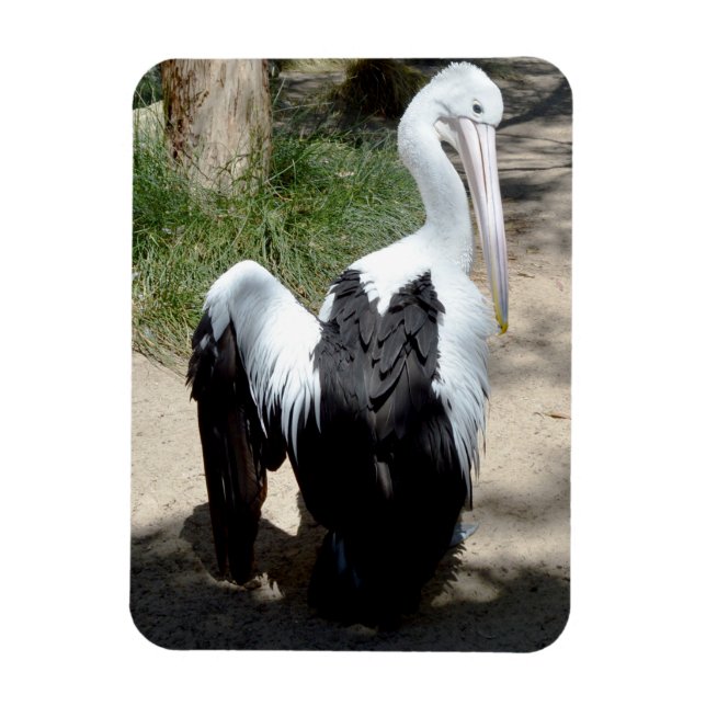 Pelikan Time to Preen, Magnet (Vertikal)