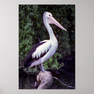 Pelikan vid gren, Tasmania - Australien Poster