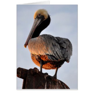 pelikan vid solnedgång OBS kort