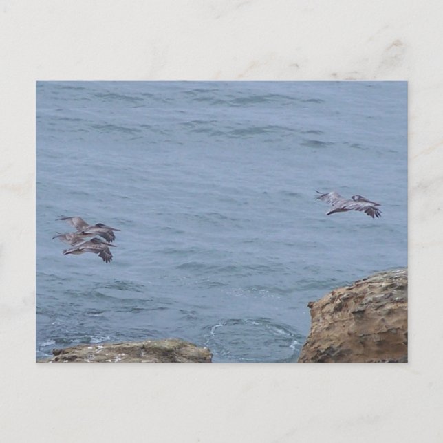 Pelikan vykort (Framsida)