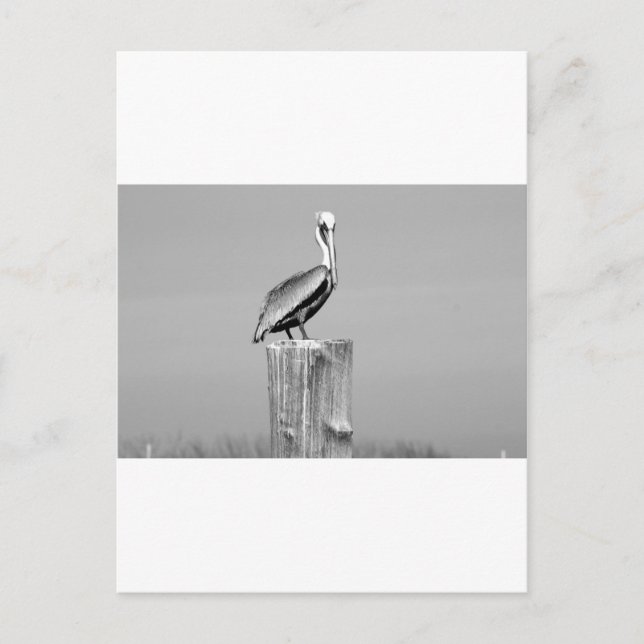 pelikan vykort (Framsida)