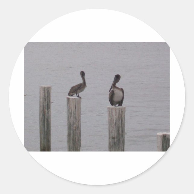 Pelikaner 3 runt klistermärke (Framsida)