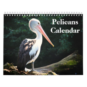 Pelikaner Bird 2020 Kalender