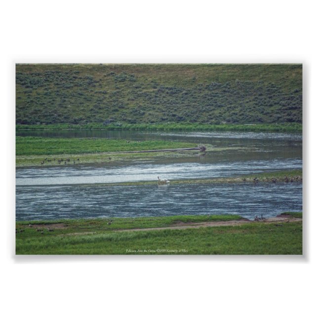 Pelikaner Går med gäss Fototryck (Framsidan)