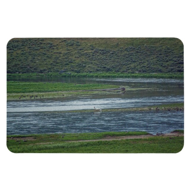 Pelikaner Går med gäss Magnet (Horisontell)