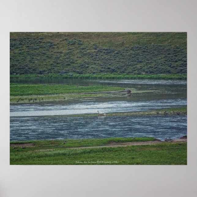 Pelikaner Går med gäss Poster (Framsidan)