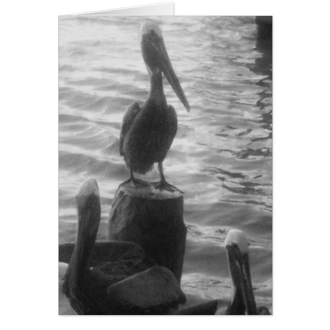 Pelikaner Hälsningskort (Framsidan)