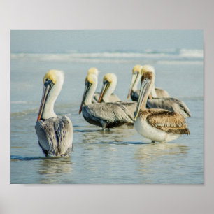 Pelikaner i en Florida Beach Poster Skriv ut