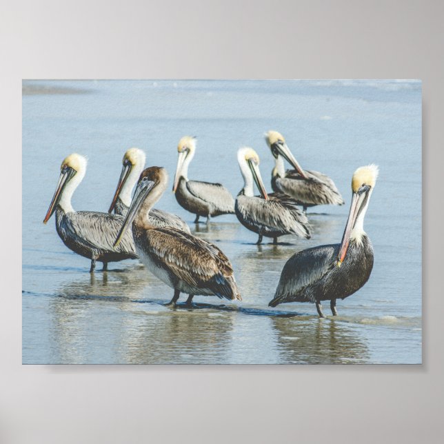Pelikaner i en Florida Beach Poster Skriv ut (Framsidan)