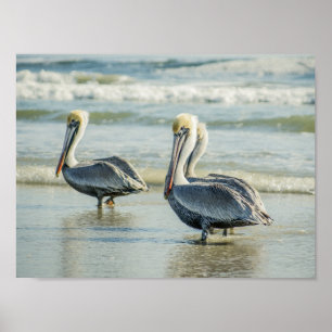 Pelikaner i Florida Beach Birds Archival Poster