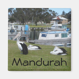 Pelikaner i Mandurah Magnet