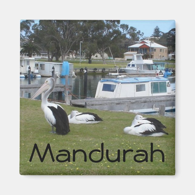 Pelikaner i Mandurah Magnet (Framsidan)