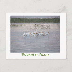 Pelikaner i Parad Vykort