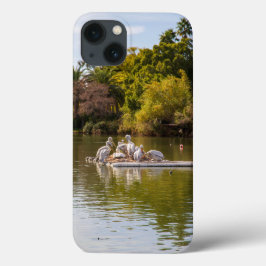 Pelikaner i Sjö vid Phoenix Zoo