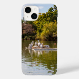 Pelikaner i Sjö vid Phoenix Zoo