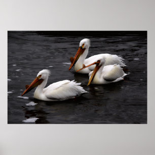Pelikaner i Whitemouth River, Manitoba Poster