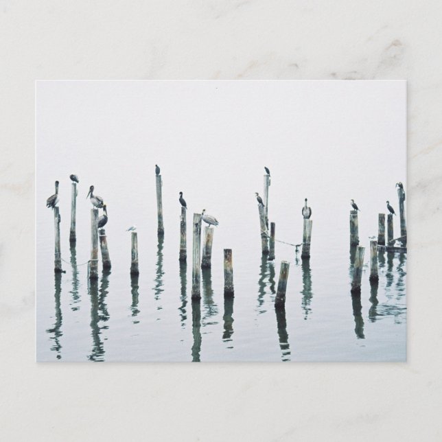 Pelikaner och sjöfåglar med reflexion vykort (Framsida)