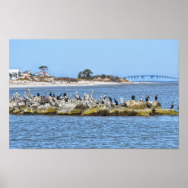 Pelikaner och skarvar och Dauphin Island-bron Poster