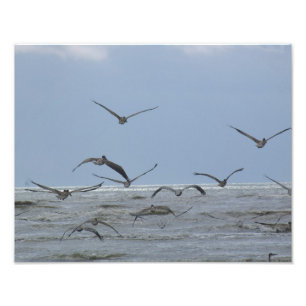 Pelikaner över havet Foto