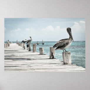 Pelikaner på en pier poster