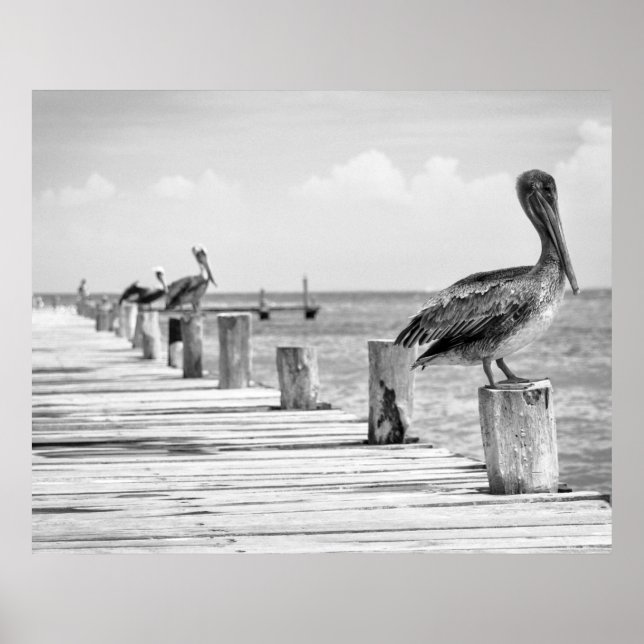 Pelikaner Poster (Framsidan)