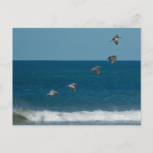 Pelikaner som flyger i formation, Costa Rica Vykort (Framsida)