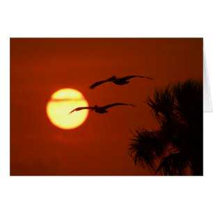 Pelikaner vid Sunset Blank Photo Greeting Card Hälsningskort