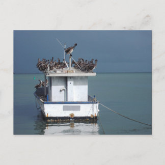 Pelikaner vid Wharf, San Fernando, Trinidad Vykort