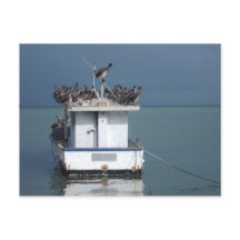 Pelikaner vid Wharf, San Fernando, Trinidad