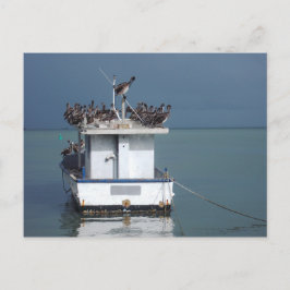 Pelikaner vid Wharf, San Fernando, Trinidad Vykort