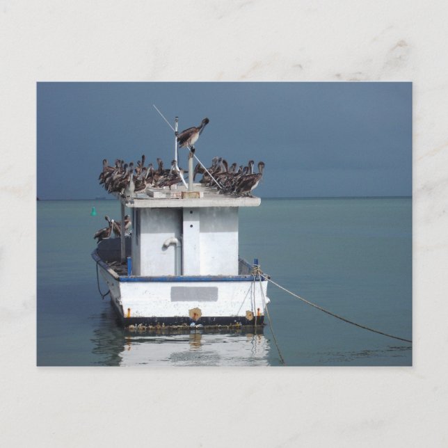 Pelikaner vid Wharf, San Fernando, Trinidad Vykort (Framsida)