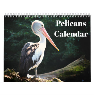 Pelikans Bird 2022 Kalender