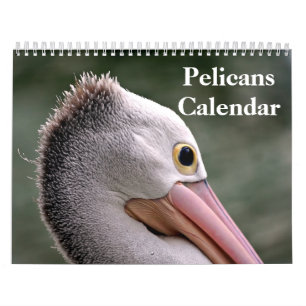 Pelikans Bird 2025 Kalender
