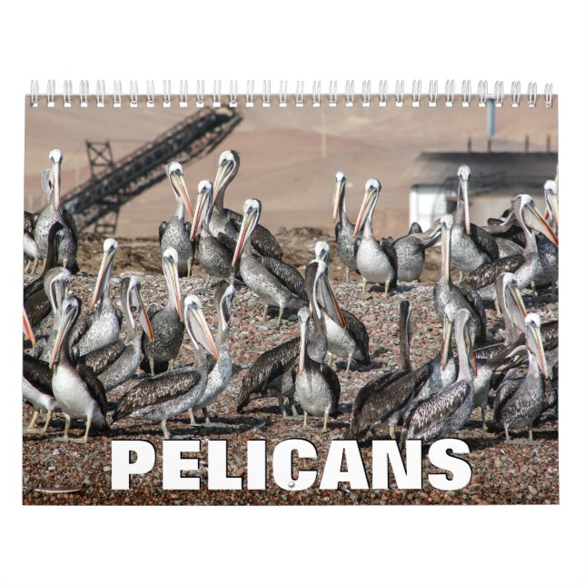 Pelikans Wall Calendar Kalender (Omslag)
