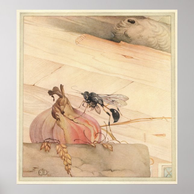 PELOPAEUS SPIRIFEX - Illustration av Insekt Bok Poster (Framsidan)