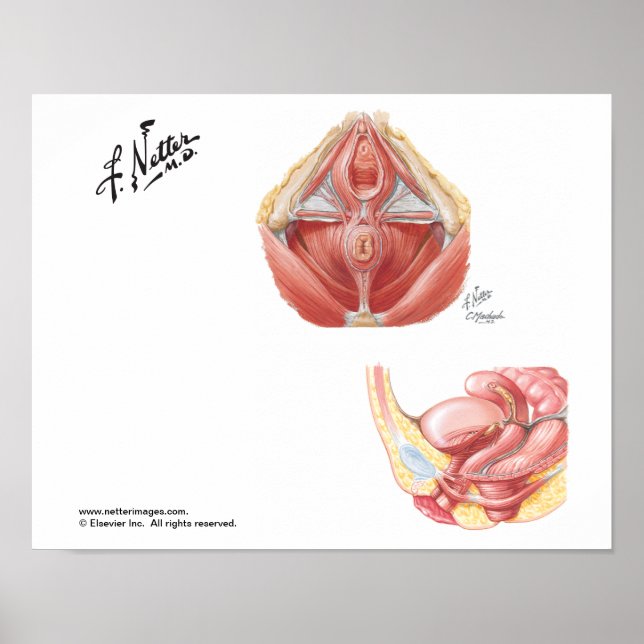 Pelvic Golv Poster (Framsidan)