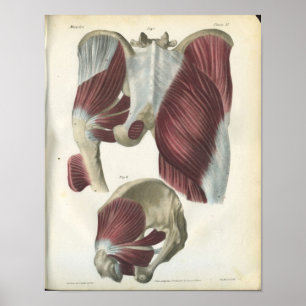 Pelvic & Hip Muscles Anatomy Print Poster