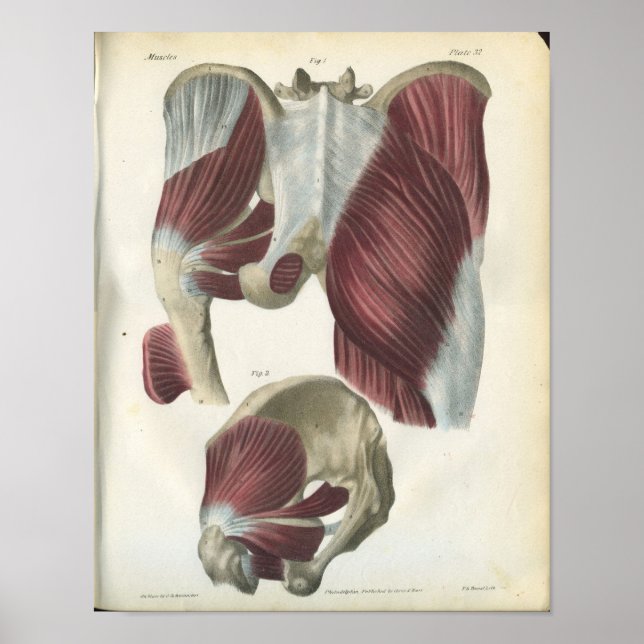 Pelvic & Hip Muscles Anatomy Print Poster (Framsidan)