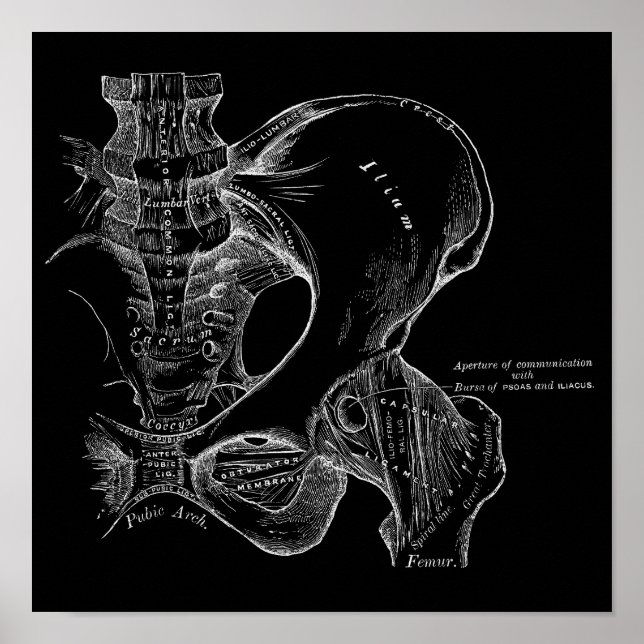Pelvis Anatomy Science Illustration White on Black Poster (Framsidan)