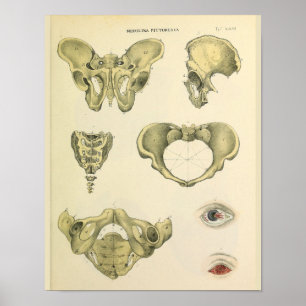 Pelvis Pelvic Bones Vintage Anatomy Art Skriv ut Poster